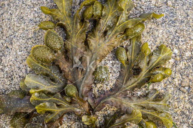 Fucus spiralis