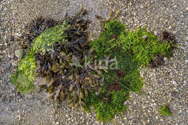 Kleine Zee-eik (Fucus spiralis)