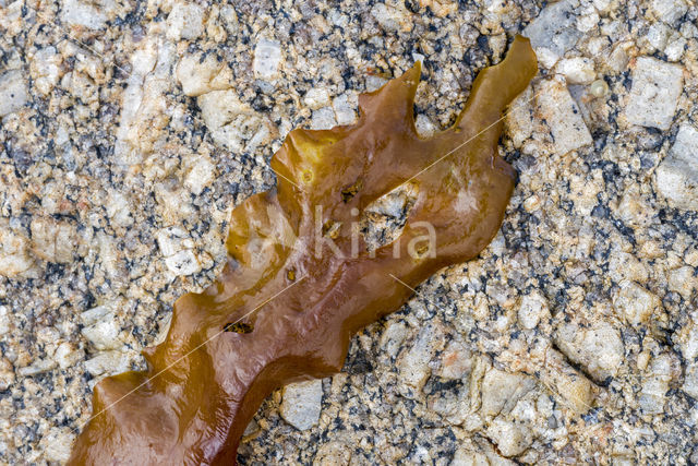 Suikerwier (Laminaria saccharina)