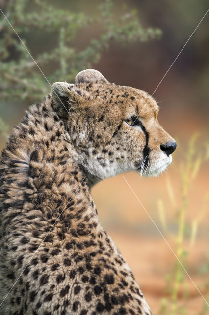 Northeast African cheetah (Acinonyx jubatus soemmeringii)