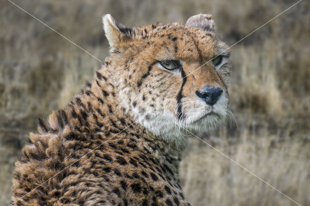 Northeast African cheetah (Acinonyx jubatus soemmeringii)