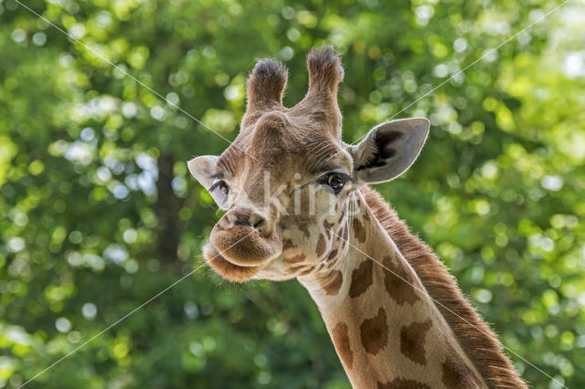Kordofangiraffe (Giraffa camelopardalis antiquorum)