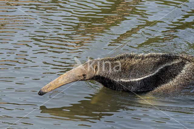 Giant Anteater (Myrmecophaga tridactyla)