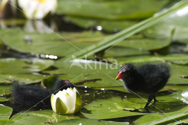 Waterhoen (Gallinula chloropus)