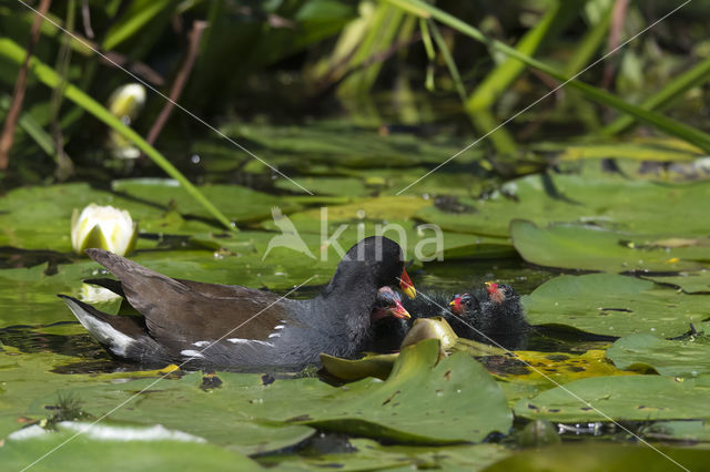 Waterhoen (Gallinula chloropus)