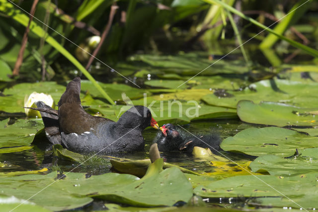 Waterhoen (Gallinula chloropus)