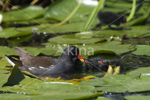 Waterhoen (Gallinula chloropus)