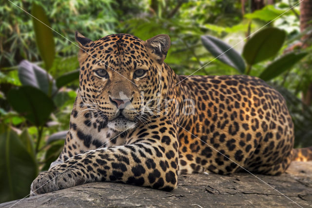 Javaanse panter (Panthera pardus melas)