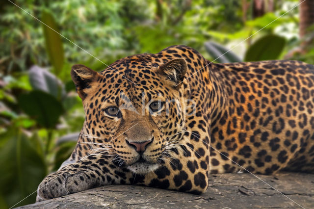 Javan leopard (Panthera pardus melas)