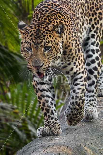 Javan leopard (Panthera pardus melas)