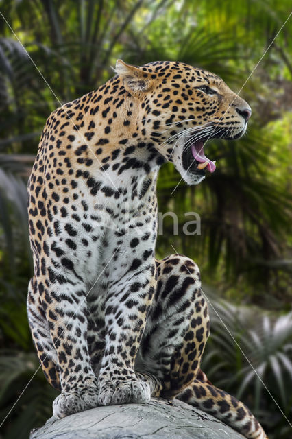 Javaanse panter (Panthera pardus melas)