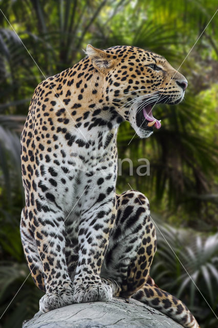 Javan leopard (Panthera pardus melas)