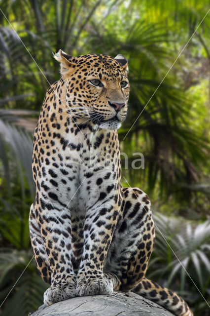 Javaanse panter (Panthera pardus melas)