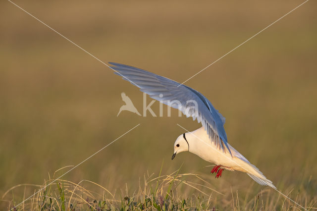 Ross's gull (Rhodostethia rosea)