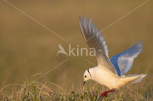 Ross's gull (Rhodostethia rosea)