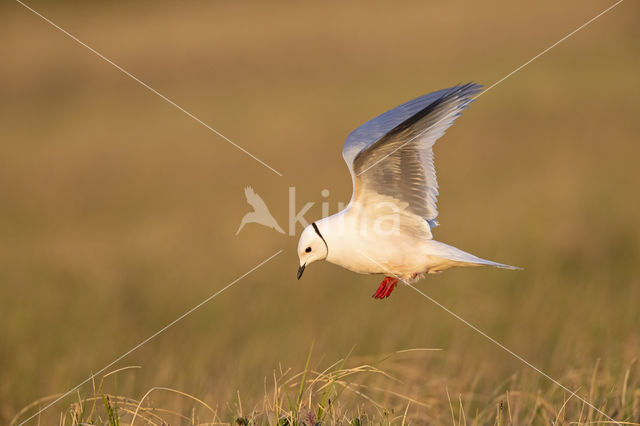 Ross's gull (Rhodostethia rosea)