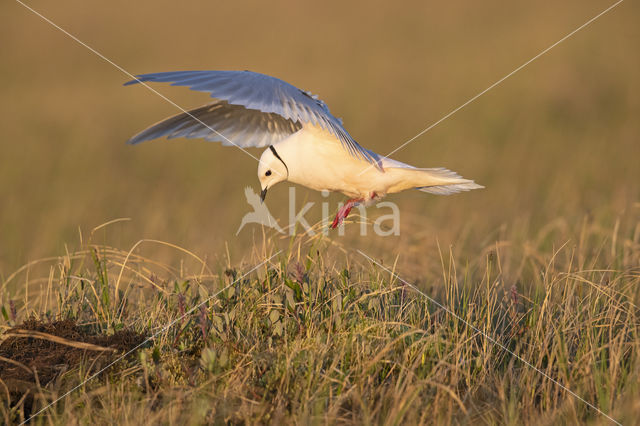 Ross's gull (Rhodostethia rosea)