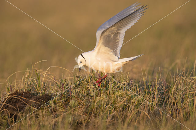 Ross's gull (Rhodostethia rosea)