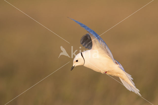 Ross's gull (Rhodostethia rosea)