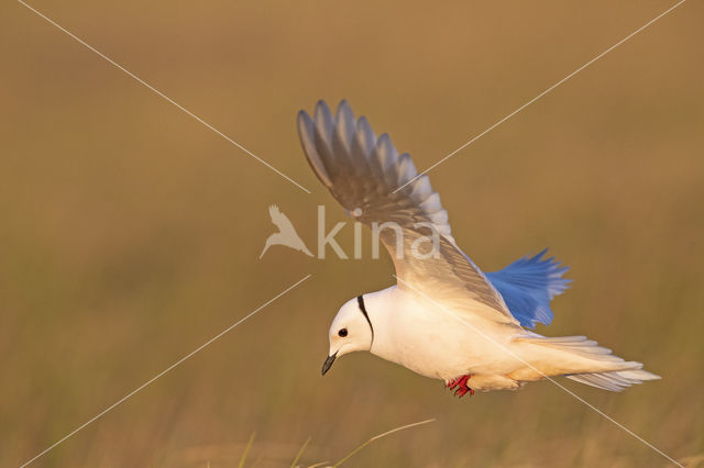 Ross's gull (Rhodostethia rosea)