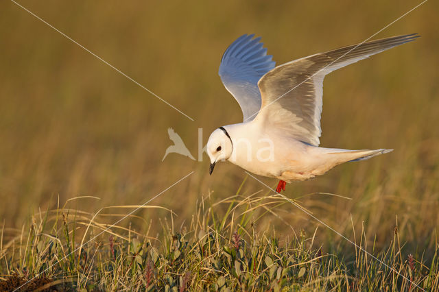 Ross's gull (Rhodostethia rosea)