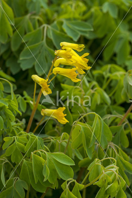 Yellow corydalis (Corydalis lutea)