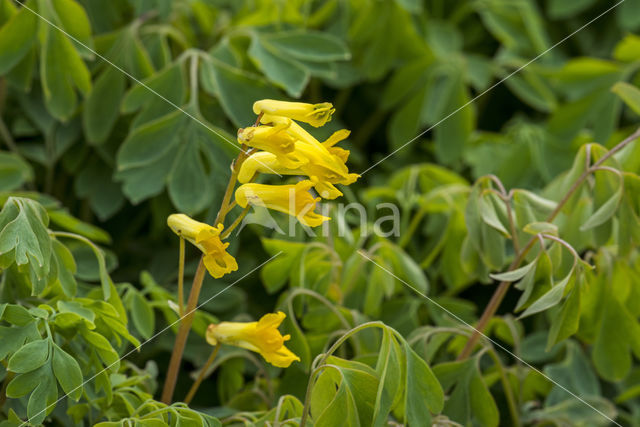 Yellow corydalis (Corydalis lutea)