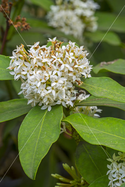 Acokanthera oblongifolia