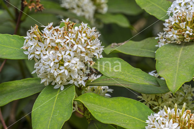 Acokanthera oblongifolia