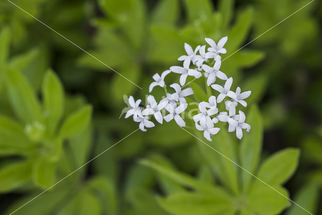 Asperula odorata