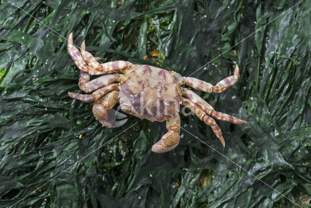 Asian Shore Crab (Hemigrapsus sanguineus)