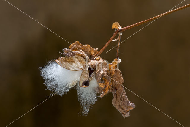 Gossypium barbadense