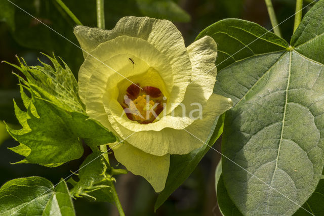 Gossypium barbadense