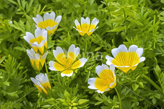 Douglas' meadowfoam (Limnanthes douglasii)