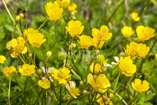 Creeping Buttercup (Ranunculus repens)