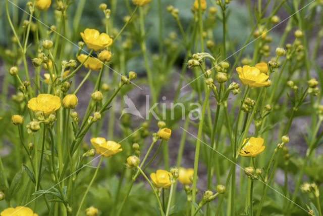 Wollige boterbloem (Ranunculus lanuginosus)