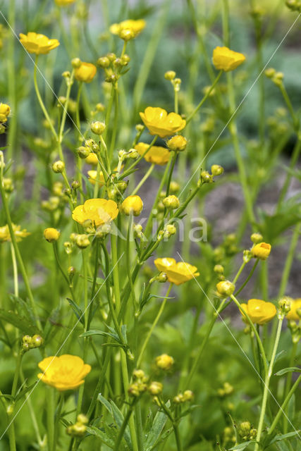 Woolly Buttercup (Ranunculus lanuginosus)