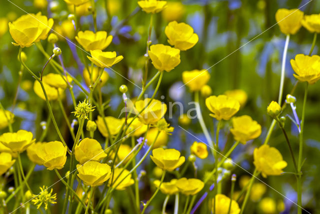 Scherpe boterbloem (Ranunculus acris)