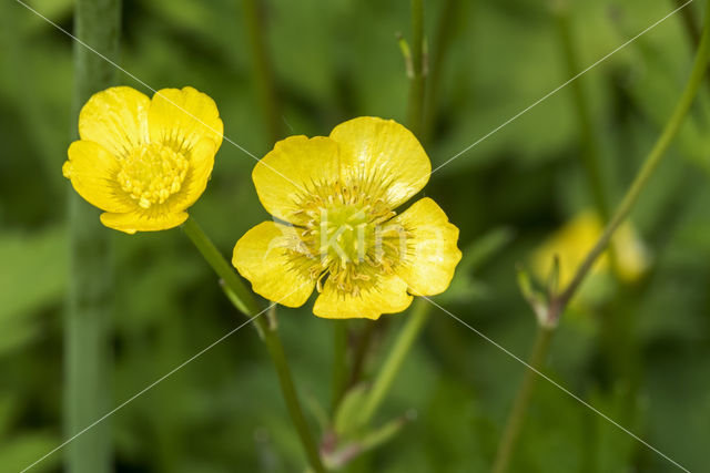 Scherpe boterbloem (Ranunculus acris)