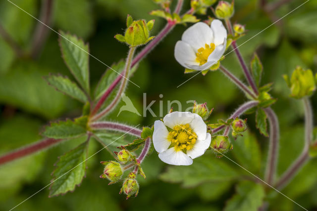 Rock Cinquefoil (Potentilla rupestris)