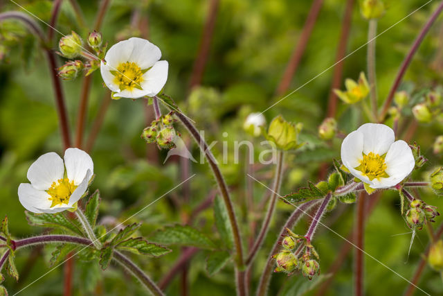 Rotsganzerik (Potentilla rupestris)