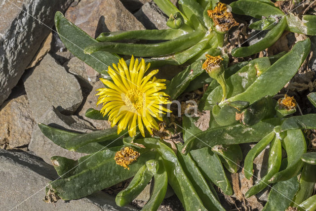 Glottiphyllum cultratum