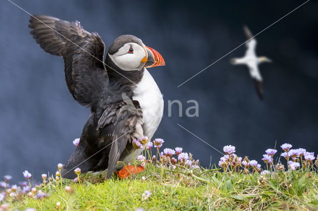 Atlantic Puffin (Fratercula arctica)