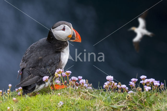 Atlantic Puffin (Fratercula arctica)