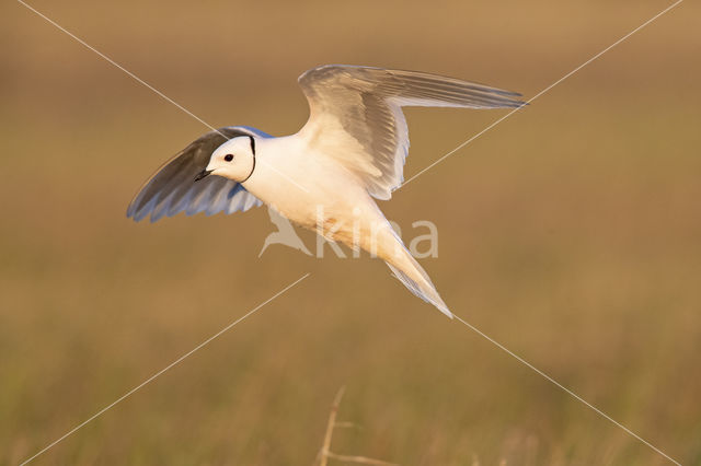 Ross's gull (Rhodostethia rosea)