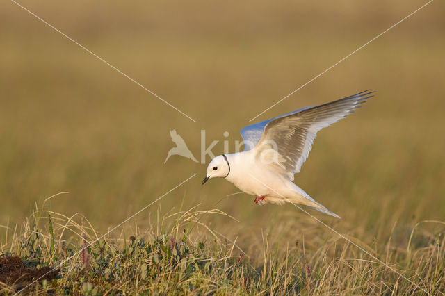 Ross's gull (Rhodostethia rosea)