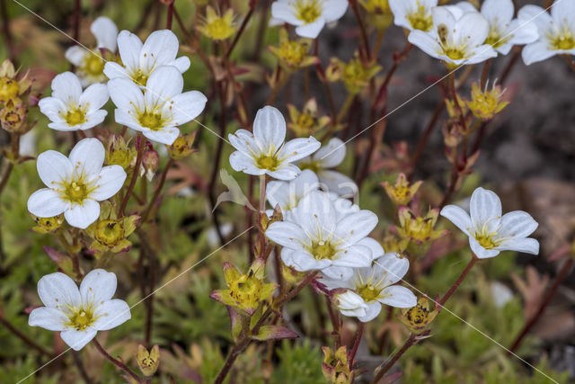 Mossteenbreek (Saxifraga hypnoides)