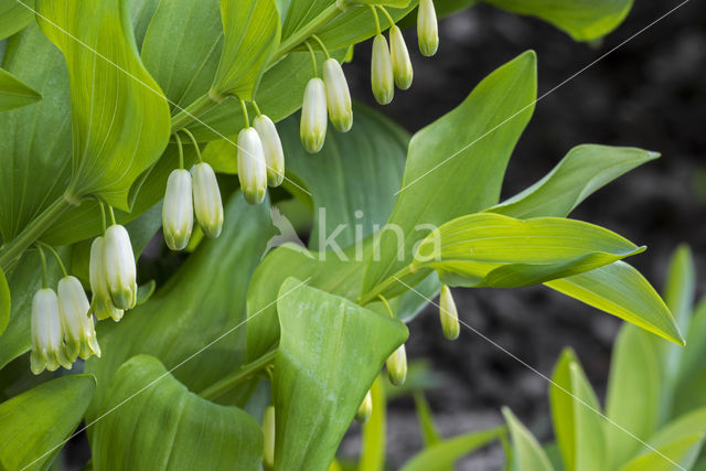 Angular Solomon's seal (Polygonatum odoratum)