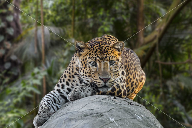 Javan leopard (Panthera pardus melas)