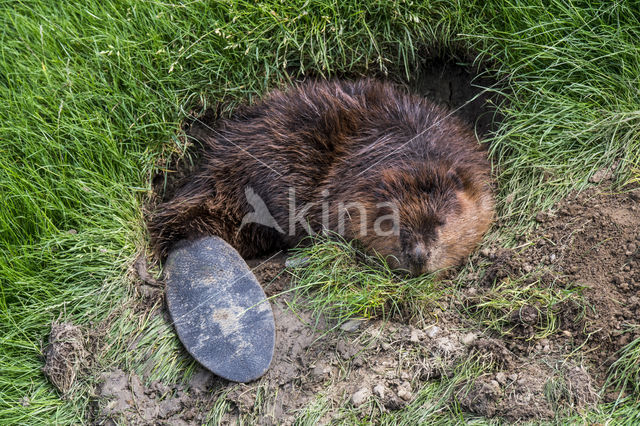 Europese bever (Castor fiber)